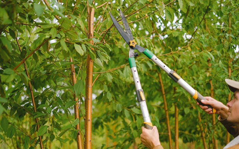 Tree trimming in Kensett, IA